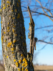 A tree trunk showcases vibrant yellow lichen against a clear blue sky, highlighting nature's beauty. The rustic bark texture complements the vivid colors of the lichen growth.