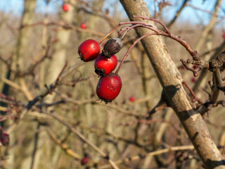 Red berries cling to bare branches against a clear blue sky, showcasing the stark beauty of winter. The surrounding scenery is a mix of muted tones, emphasizing the vivid colors.
