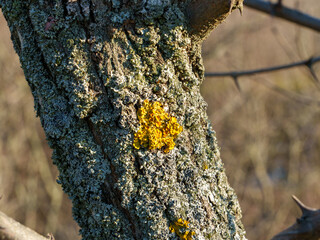 Bright yellow lichen covers rough tree bark, showcasing intricate textures and patterns under the warm sun. The natural setting offers a serene backdrop, enhancing the beauty of the flora.