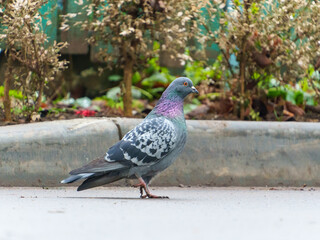 A pigeon strolls along a paved pathway, its colorful feathers catching the sunlight. Surrounding vegetation adds a natural touch to the urban setting, creating a serene atmosphere.