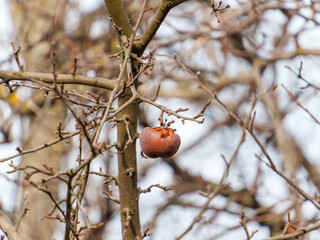 A solitary dried apple clings to an empty branch in a gray autumn forest. Surrounding branches are bare, highlighting the apple's withered appearance against the cool sky.