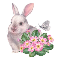 Easter fluffy white bunny with pink primula flowers and butterfly. Hand drawn watercolor illustration of baby rabbit and primrose on isolated background. Cute animal in pastel color for baby shower
