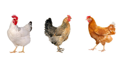 Fototapeta premium Three Diverse Chicken Breeds on White Background