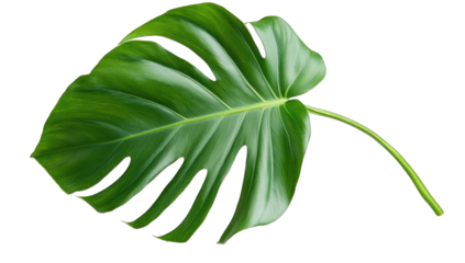 a vibrant green monstera leaf showcasing its distinctive split and perforated shape ideal for adding a tropical touch to decor or design projects
