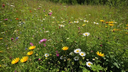 A Lush Meadow Abundance: Vibrant Wildflowers Blooming Freely Under the Summer Sun, Creating a Colorful Tapestry of Natural Beauty and Biodiversity.