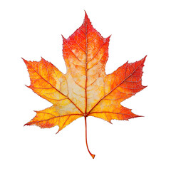 Fototapeta premium Vibrant autumn maple leaf with gradient colors and detailed veins for a hyper-realistic fall foliage composition on a white background