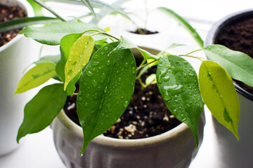 Ficus benjamina houseplant with water drops on leaves. Young plant with yellow-green young leaves.
