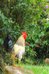 Medium-sized rooster with white and black plumage, vibrant red crest, standing on a stone in a garden with lush vegetation and colorful flowers. Ideal for projects on fauna and gardens.