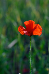 Bright red poppy blooms gracefully in a sunlit meadow during early spring mornings, showcasing nature's vibrant beauty