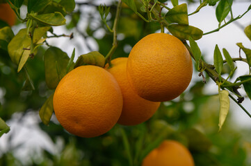 Vibrant oranges hanging from lush green branches in a sunlit orchard on a warm afternoon