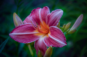 Close-up of daylily blooming in the garden.