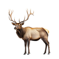 Noble Elk with Towering Antlers Isolated on Transparent Background