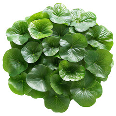 Large Water Cabbage Plant with Round Green Leaves Isolated on Transparent Background