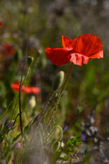 Obraz premium Vibrant red poppy blooms in a sunlit wildflower meadow during springtime tranquility near a serene forest edge