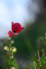 Vibrant red flower standing elegantly against a soft background during a serene morning light