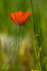 Vivid red poppy sways gently amidst lush green grass in a tranquil meadow at golden hour, celebrating the beauty of nature's simplicity