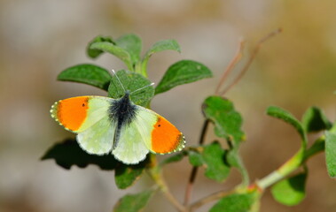 Anthocharis gruneri 1351