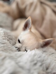 Sleepy cute purebred chihuahua. Chihuahua puppy. 
