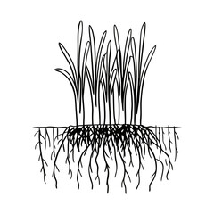 Zoysia grass Shallow Stolons and Deep Roots for a Dense, Foot-Traffic Resistant Lawn