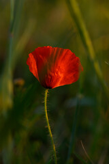Vibrant poppy flower stands tall amidst green grass at sunset in a serene meadow