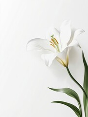 Fototapeta premium Elegant White Lily Flower Blossom on Clean Background with Copy Space
