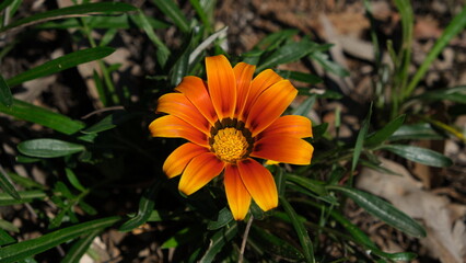 gazania rigens blossom treasure flower asteraceae wallpaper background
