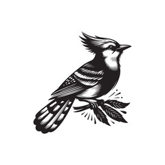 A vector illustration of a Blue Jay, perfect for bird-themed designs, wildlife projects, and educational materials. Ideal for creative and artistic work showcasing vibrant, exotic birds.