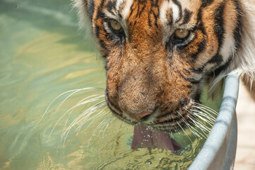 Captive Bengal Tiger drinking water from pool