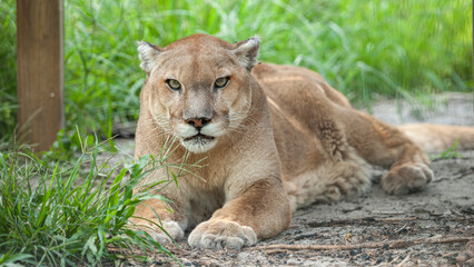 Captive Western Cougar