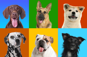 Fototapeta premium Funny dogs on different colors backgrounds, collage of pet portraits