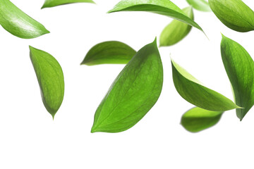 Many fresh green leaves flying on white background