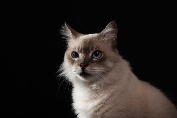 Beautiful white cat with blue eyes, attentive, sitting and posing for the photo. Isolated on black background. Adorable and cute.
