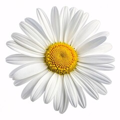 Fototapeta premium close up of classic white daisy flower