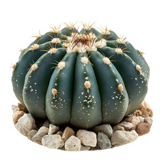 A Mature Peyote Cactus Lophophora Williamsii with Green Body and White Flowers Isolated on Transparent Background