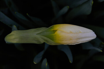 close up macro shot of a white daffodil bud with a shallow depth of field