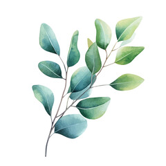 A watercolor painting of Eucalyptus branch, isolated on a white background. Eucalyptus branch vector

