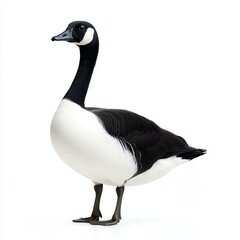 Obraz premium A lone goose stands proudly against a crisp white backdrop, highlighting its unique features and elegant posture.