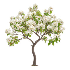 Obraz premium A Small Ornamental Pear Tree with White Flowers Isolated on Transparent Background