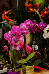 Colorful orchids showcase beauty and diversity in a vibrant floral shop filled with greenery and tropical plants
