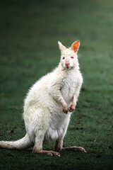 Rare Albino Wallaby Standing on Wet Grass in Australia