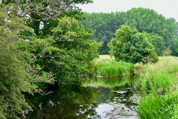 Pond surrounded by green trees in summer, England, UK