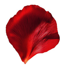 Close up view of a vibrant crimson petal against a dark setting on transparent background