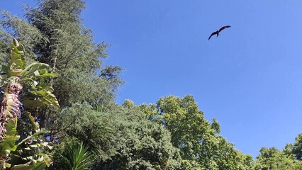 A bird soars above verdant trees against a clear blue sky, symbolizing freedom  natures beauty. Perfect for travel, environment, or aspirational themes.