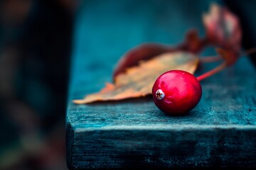 A vibrant red berry sits on a rustic wooden surface, accompanied by autumn leaves as the cool afternoon light highlights the natural beauty of the scene
