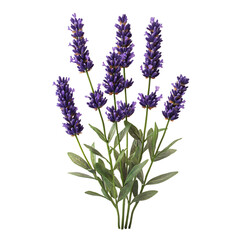 Fototapeta premium A Sprig of Lavender with Tall Purple Flower Spike Isolated on Transparent Background