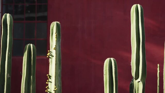 Blooming cactus swaying in the breeze against a red wall