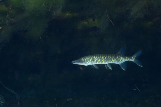 Chain pickerel in natural spring