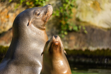 Naklejka premium pair of California sea lions bask in sun. Zalophus californianus.