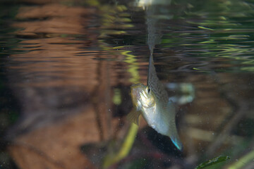 Naklejka premium Sailfin molly displaying large fins