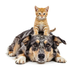 Cute Orange Kitten Sitting on Dog Head Friends Together Isolated